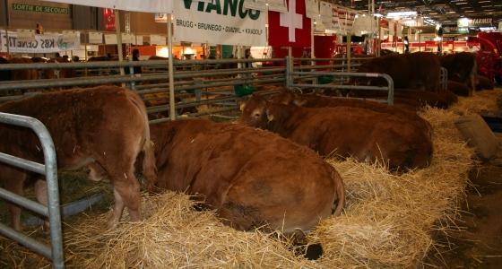 Vaches allaitantes au Sia.