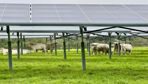 Les premières études montrent une meilleure préservation de l'humidité au sol sous les panneaux photovoltaïques.