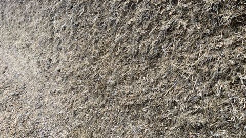 Ensilage pour les vaches