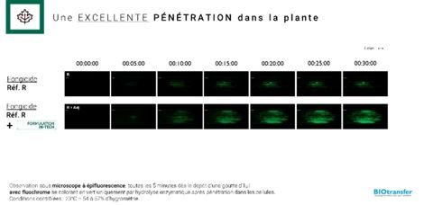 Image pénétration dans la plante IN-TECH