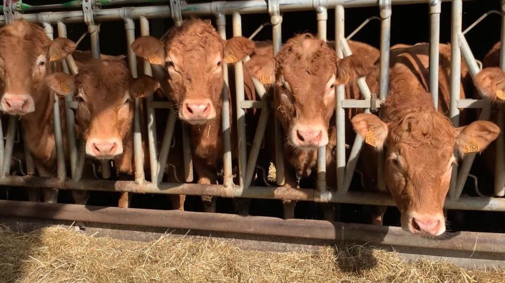 Les OS Charolais, Blond, Limousin, Salers et Aubrac expliquent comment ils travaillent la problématique du sans cornes. Les OS Charolais, Blond, Limousin, Salers et Aubrac expliquent comment ils travaillent la problématique du sans cornes.