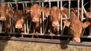 Les OS Charolais, Blond, Limousin, Salers et Aubrac expliquent comment ils travaillent la problématique du sans cornes. Les OS Charolais, Blond, Limousin, Salers et Aubrac expliquent comment ils travaillent la problématique du sans cornes.