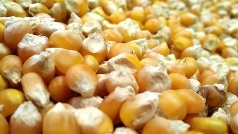 Mardi 17 décembre, le cours du grain jaune est monté à son plus haut niveau à Chicago depuis le 20 juin