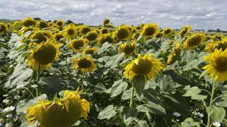 Le tournesol est la production avec la plus forte hausse sur un an, à +32 %. Le tournesol est la production avec la plus forte hausse sur un an, à +32 %.