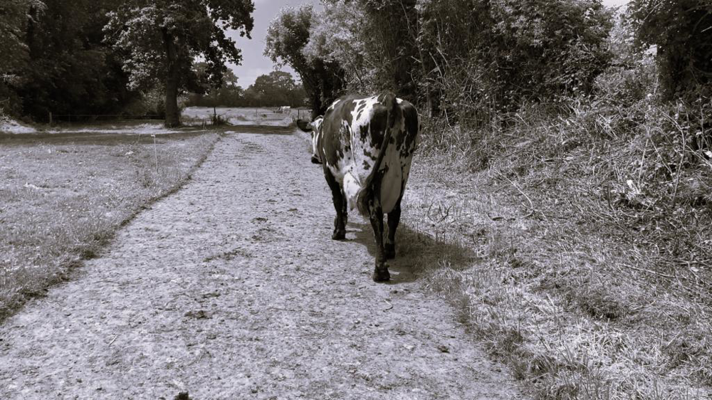 Vache qui marche Vache qui marche