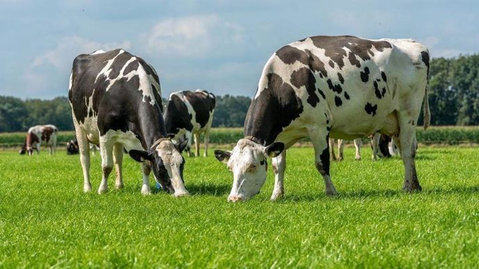 Vaches en prairie Vaches en prairie