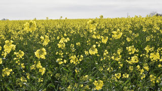 En novembre 2024, les prix à la production des oléagineux connaissent une forte hausse de 18 % sur un an.