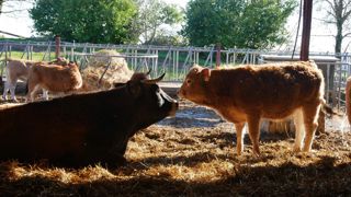 Plus de 30 000 éleveurs du logiciel Synel sont touchés directement dans une bonne partie des étapes de la conduite de leur troupeau. (image d'illustration)