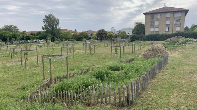 De plus en plus de villes cherchent à planter des fruitiers dans les espaces de nature. Plante & Cité vient de publier un guide technique pour les y aider.