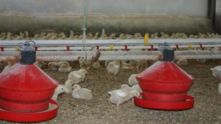 Sur les neuf premiers mois de l’année, les abattages français de volailles de chair sont en hausse de 14,7  % par rapport à la même période de 2023.