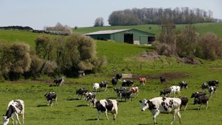 En 2024, la collecte laitière française a progressé de 1,1 % sur un an, en cumul de janvier à septembre. En 2024, la collecte laitière française a progressé de 1,1 % sur un an, en cumul de janvier à septembre.