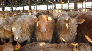 Les exportations de boeuf britannique ont augmenté vers les pays avec lesquels des accords ont été signés.