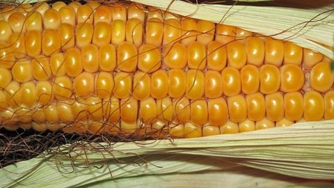 La vigueur des ventes américaines à l’international laisse présager une nouvelle tension du bilan US dans le prochain rapport mensuel de l’USDA.