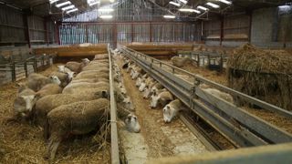 Un déficit dans la ration de 20 % pendant les six dernières semaines de gestation est sanctionné par une mortalité plus importante des agneaux.