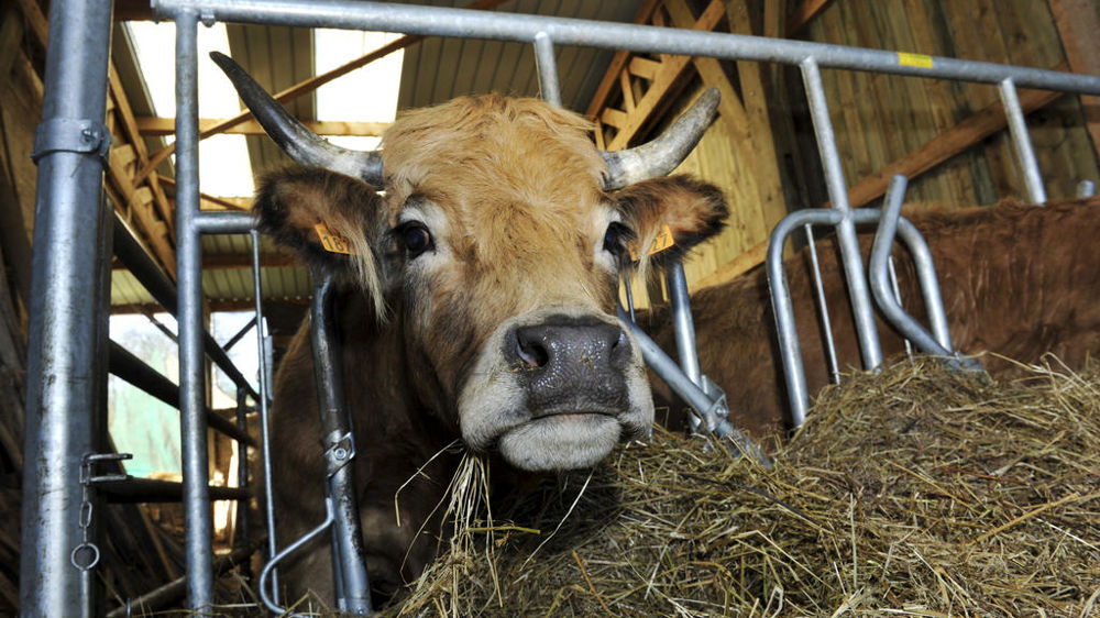 Les demandes de l’aide bovine à l’unité de gros bétail (UGB) doivent être déposées avant le 15 mai 2025.