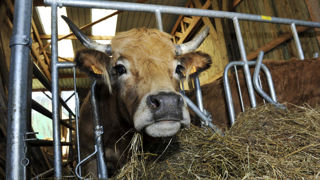Les demandes de l’aide bovine à l’unité de gros bétail (UGB) doivent être déposées avant le 15 mai 2025. Les demandes de l’aide bovine à l’unité de gros bétail (UGB) doivent être déposées avant le 15 mai 2025.