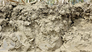 Tous les échantillons de prairies et plus des trois quarts des échantillons de grandes cultures contenaient des microplastiques. Tous les échantillons de prairies et plus des trois quarts des échantillons de grandes cultures contenaient des microplastiques.