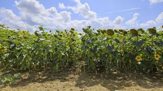 A gauche, des tournesols issus de graines de ferme, à droite des tournesol issus de semences certifiées (même variété). A gauche, des tournesols issus de graines de ferme, à droite des tournesol issus de semences certifiées (même variété).