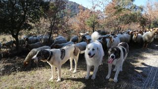 Des simplifications sont mises en place en 2025 pour les demandes d'aide à la protection des troupeaux contre la prédation.