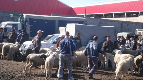 Les marchés aux bestiaux sont l'un des vecteurs de propagation de la fièvre aphteuse au Maghreb. Les marchés aux bestiaux sont l'un des vecteurs de propagation de la fièvre aphteuse au Maghreb.