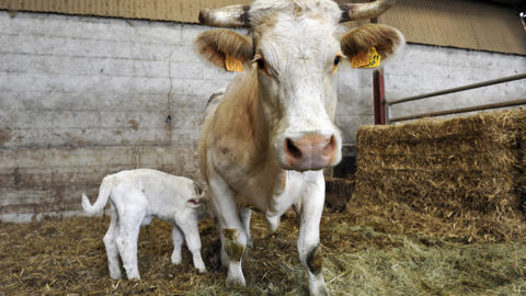 Depuis le 1er juin 2024, le ministère de l’Agriculture a compté 3 750 élevages touchés par la maladie hémorragique épizootique (MHE) en France métropolitaine.