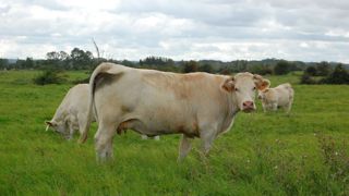 La Normandie enregistre un recul des abattages de 10 % en viande bovine depuis 2020. La Normandie enregistre un recul des abattages de 10 % en viande bovine depuis 2020.