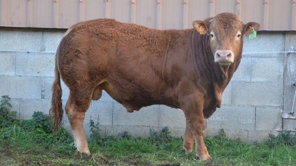 Ultimo RCV jeune reproducteur limousin acheté par Créalim
