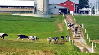 Les États-Unis sont déjà en marche vers la haute production. Là-bas, le record est de 37 000 kg de lait par lactation. Les États-Unis sont déjà en marche vers la haute production. Là-bas, le record est de 37 000 kg de lait par lactation.