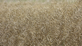 la production de colza se situe juste sous les 3,9 millions de tonnes.