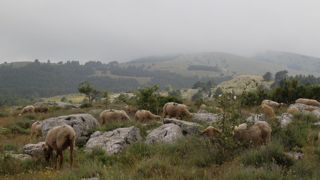 Face à la prédation du loup, un arrêté définit 71 communes et zones classées en cercle 0 pour l'année 2025.