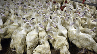 En l'absence des symptômes classiques, l'Inrae recommande de tester les canards morts pour détecter la présence de grippe aviaire.