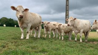 Le vêlage deux ans permet de diminuer le nombre d'animaux improductifs sur le troupeau, au prix d'une ration plus riche pour l'élevage des génisses. Le vêlage deux ans permet de diminuer le nombre d'animaux improductifs sur le troupeau, au prix d'une ration plus riche pour l'élevage des génisses.