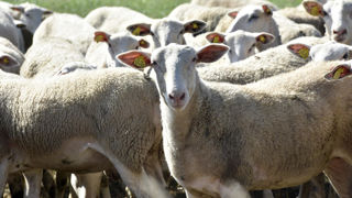 Les pertes de brebis liées à la FCO  durant la période de détention obligatoire doivent être signalées à la DDT dans un délai de 30 jours ouvrés maximum.