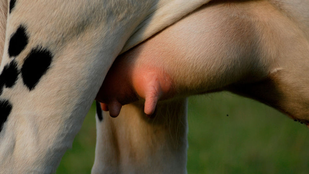 Selon leur nature, les germes à l'origine des mammites vont avoir des incidences et des évolutions différentes.