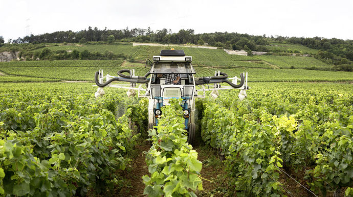 En 2024, les viticulteurs ont dû appliquer, en moyenne, plus de dix produits fongicides par hectare. Un record surpassant celui de 2018.