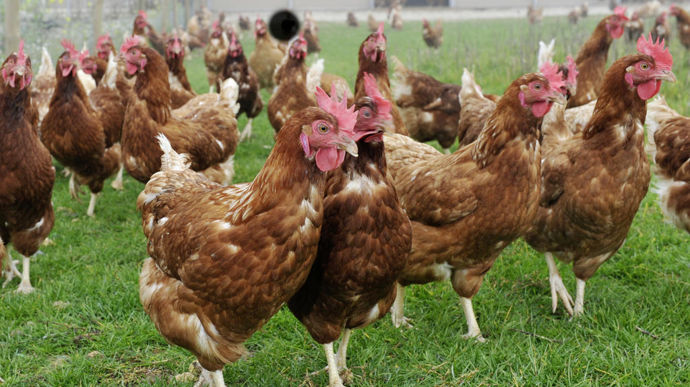 [] Un premier foyer de grippe aviaire en élevage au Portugal