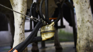 Dans les élevages laitiers, l'indice général Ipampa des charges recule de 4% sur un an en octobre 2024.