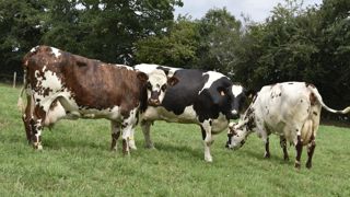 Presque un tiers des élevages bovins enquêtés par GDS France déclare avoir perdu au moins un bovin à cause de la FCO-3.
