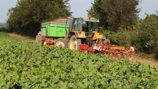 La betterave fourragère riche en énergie comme le maïs nécessite une conduite et du matériel spécifiques.