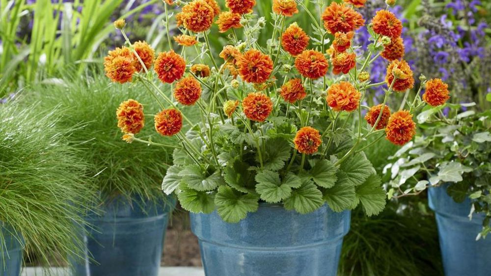Geum hybride Orange 'Pumpkin'. Geum hybride Orange 'Pumpkin'.