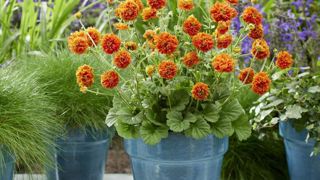 Geum hybride Orange 'Pumpkin'. Geum hybride Orange 'Pumpkin'.