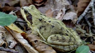 L'étude révèle que les espèces menacées de tétrapodes (grenouilles, salamandres...) représentent un bon critère pour la fixation d'objectifs locaux de conservation de l'ensemble des espèces d'eau douce. L'étude révèle que les espèces menacées de tétrapodes (grenouilles, salamandres...) représentent un bon critère pour la fixation d'objectifs locaux de conservation de l'ensemble des espèces d'eau douce.