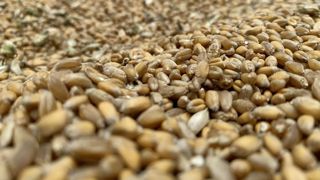 Entre 2018 et 2022, la collecte de blé tendre bio est passée de 150 000 tonnes à 450 000 tonnes. Elle sera en forte baisse en 2024-2025.