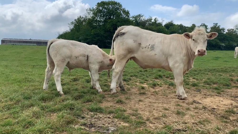 Vache charolaise et son veau