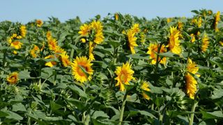 Les tests ont principalement porté sur des doubles cultures de soja et tournesol, sur des précédents de blé, orge, colza semences et pois (photo d'illustration).