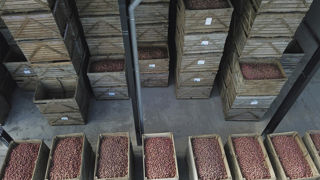 En 2023-2024, 3,5 millions de tonnes de pommes de terre françaises ont été exportées : un record en volume, et en valeur. En 2023-2024, 3,5 millions de tonnes de pommes de terre françaises ont été exportées : un record en volume, et en valeur.