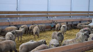 L’étude a porté sur 524 agneaux qui ont été engraissés sur le même site et abattus à poids constant.