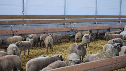 L’étude a porté sur 524 agneaux qui ont été engraissés sur le même site et abattus à poids constant.