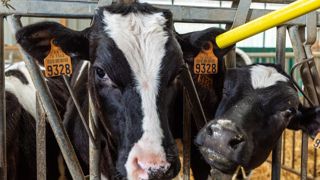 En cas de contrôle, plus de trois écarts peuvent donner lieu à une révision des aides bovines octroyées dans le cadre de la Pac. En cas de contrôle, plus de trois écarts peuvent donner lieu à une révision des aides bovines octroyées dans le cadre de la Pac.
