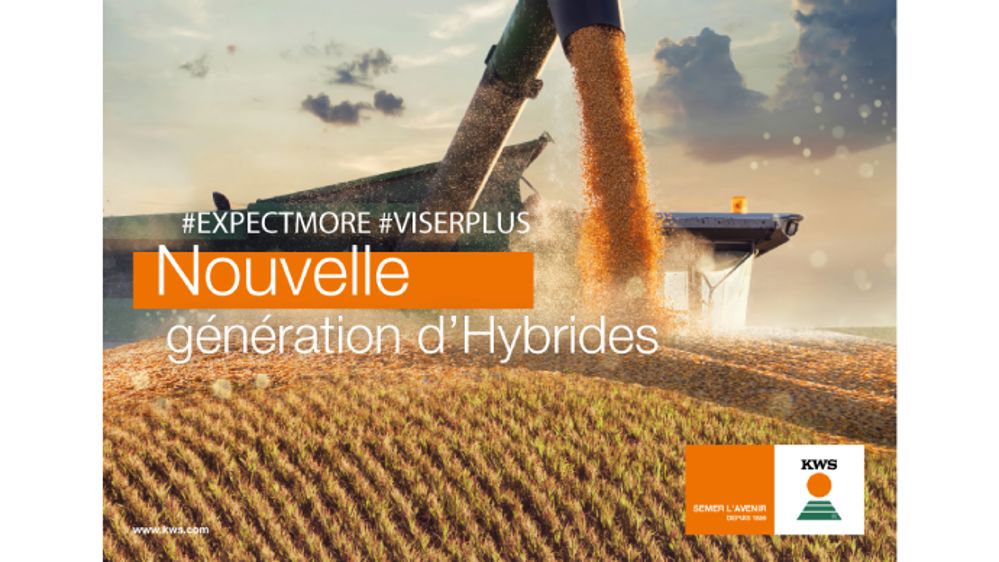 Les maïs Expectmore apprécient les conditions extrêmes 